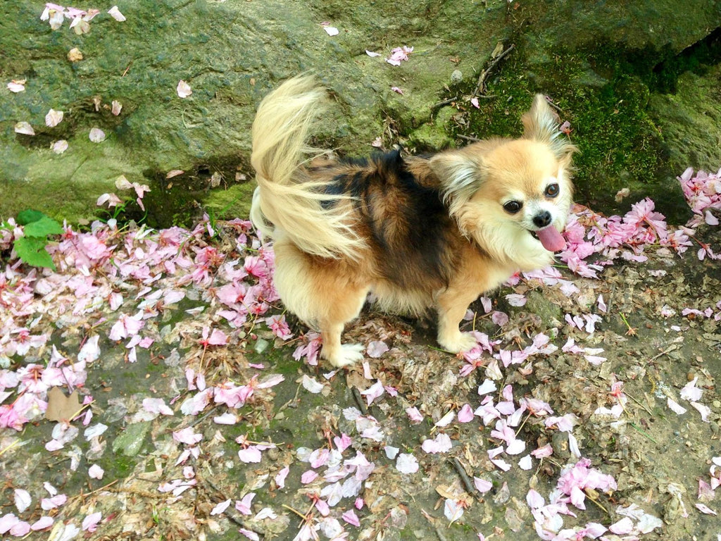 Spring & Summer Pet Care Guide: Healthy, Happy Pets All Season