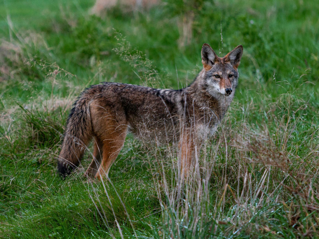 How to Protect Your Pets During Coyote Mating Season