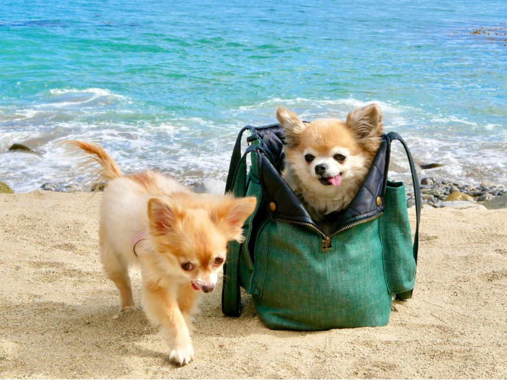 How to Choose the Best Dog Carrier
