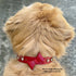 Le Diamant Crystal Dog & Cat Collar