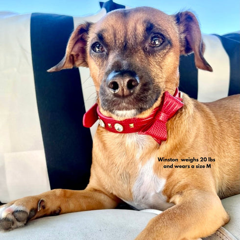 Le Diamant Crystal Dog & Cat Collar